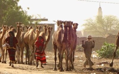 A group of Tubu nomads herd camels near Guinebor village.